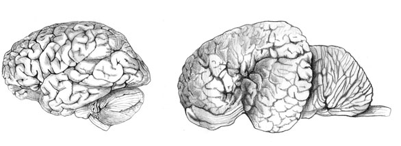 10 мита за човешкия мозък