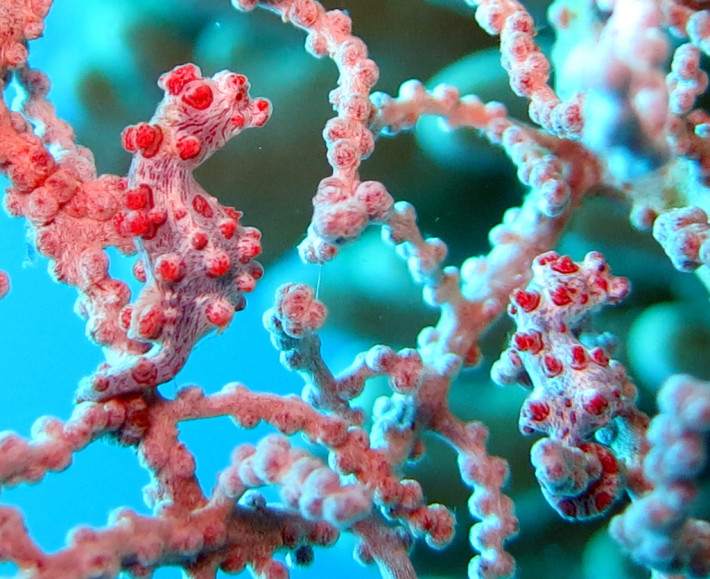 Пигмейското морско конче, което се преструва на корал