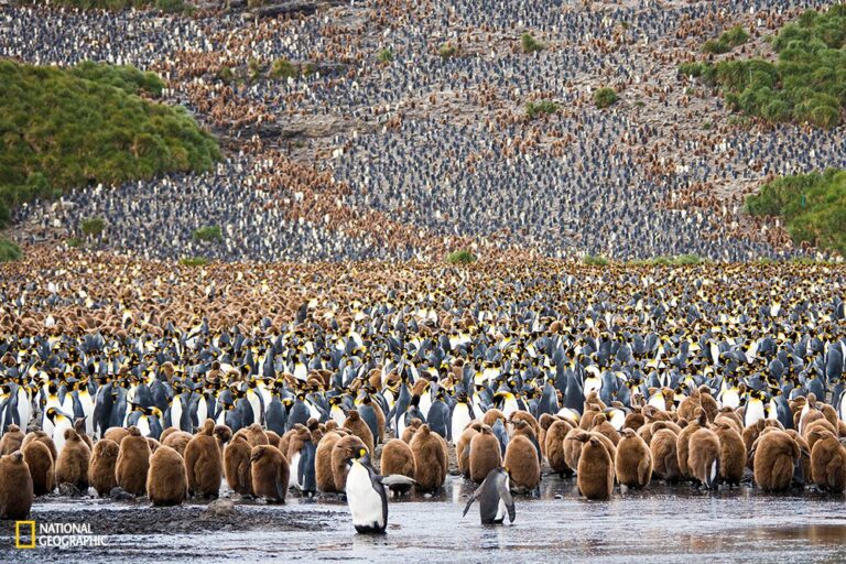 Топ 10 снимки от конкурса на Nat Geo