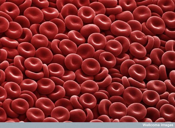 B0006423 Red blood cells