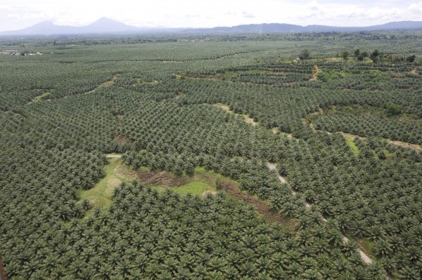 Производството на палмово масло убива маймуните и унищожава горите