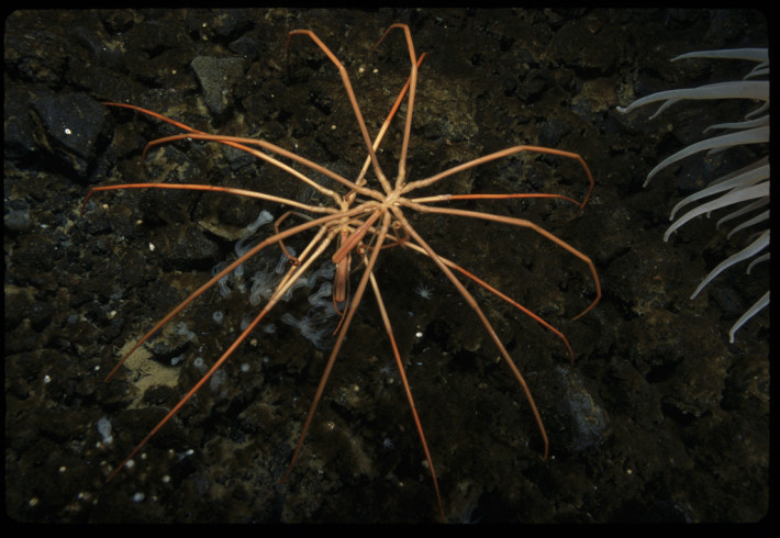 INV0033. Two sea spiders, Colossendeis megalonyx ssp., crossing each other's path, Antarctica