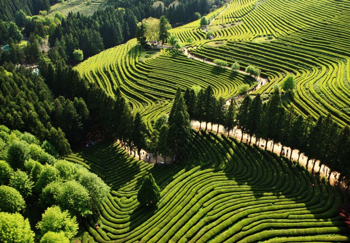 Чаена плантация Даехан Дауон, Южна Корея
