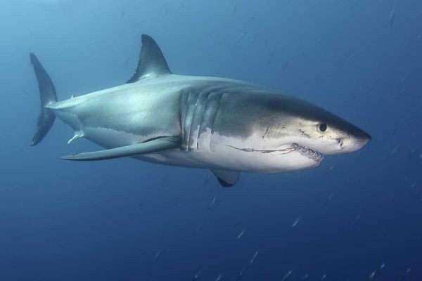 Големите бели акули живеят много по-дълго, отколкото се е смятало