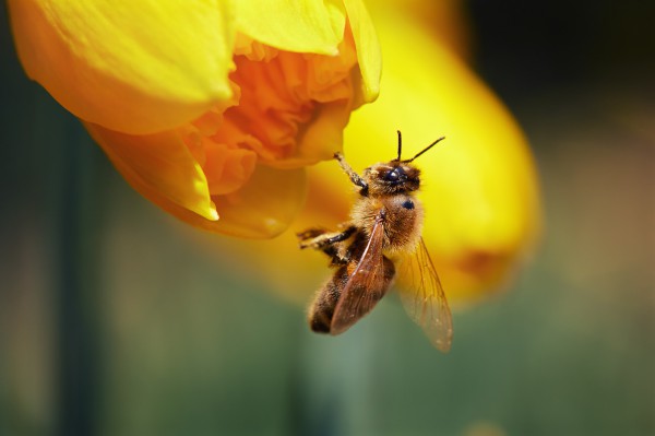 Какво ще стане, ако пчелите изчезнат?