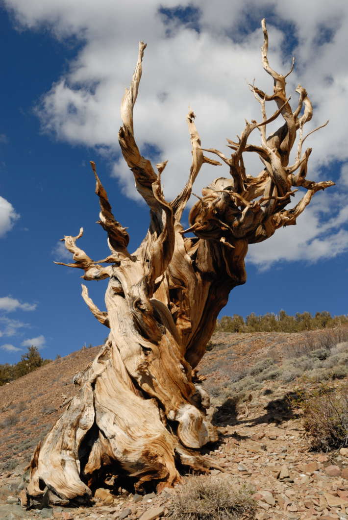 Как младеж открива най-старото живо дърво на планетата и го убива в името на науката