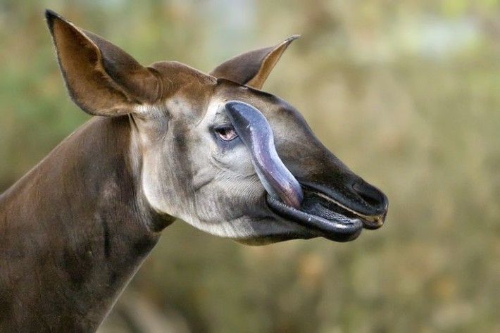 Окапито (от семейството на жирафите) може да облизва очите си.