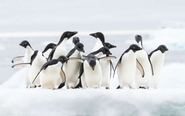Мрачната тайна на пингвините на Адели, пазена повече от 100 години