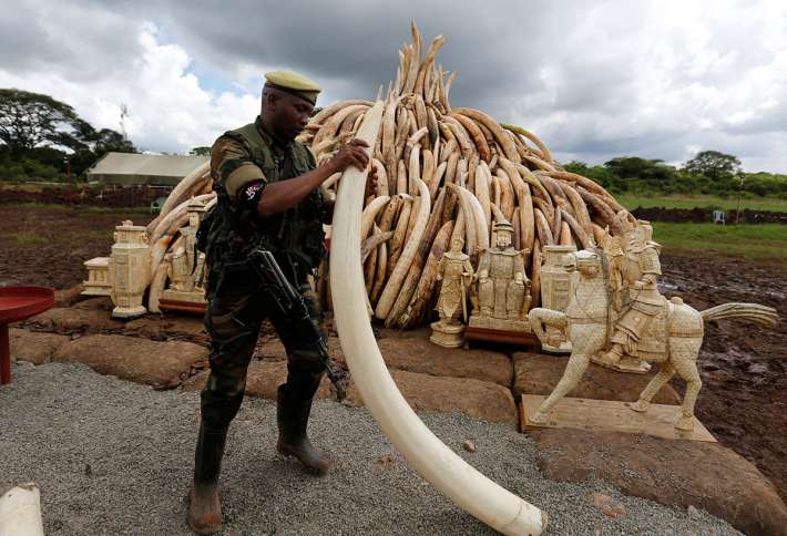 Европейският съюз провали гласуване за забрана на международната търговия със слонова кост