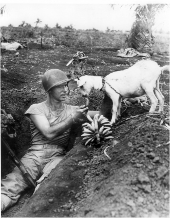 Войник споделя храната си с коза. Битката за Сайпан, 1944г