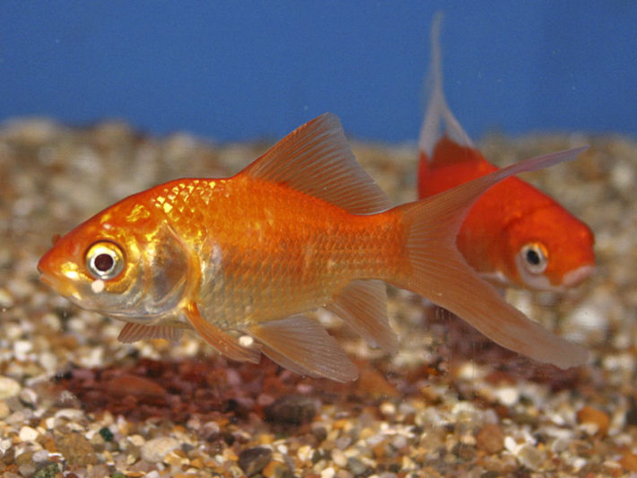Рибите имат кратка памет