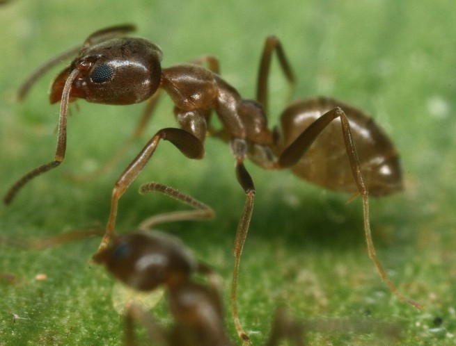 Как аржентинските мравки поддържат колонии на различни континенти
