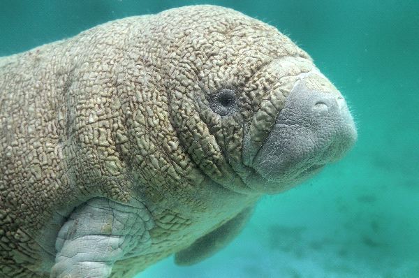 Морските крави притежават гласни струни, с които биха могли да говорят като хората…
