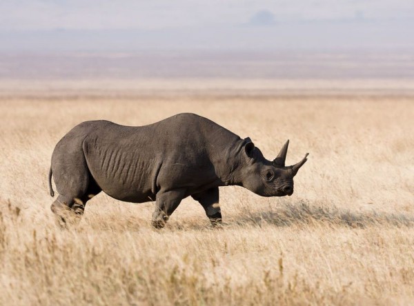 Черен носорог