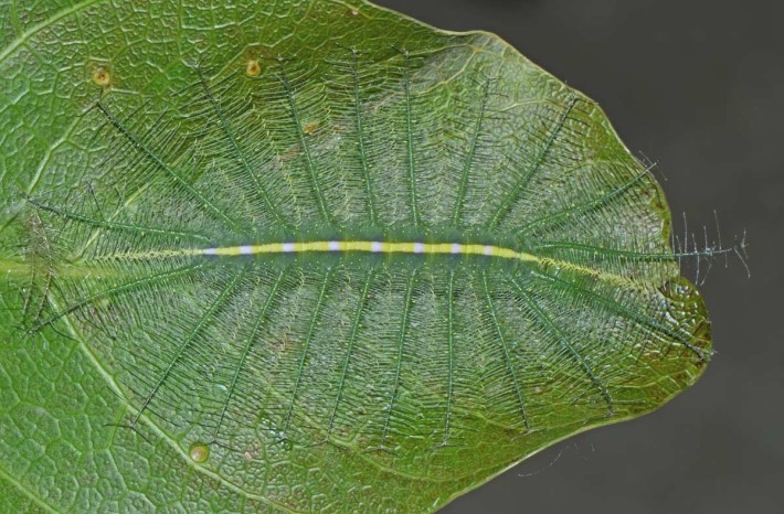 Баронската гъсеница е невидима върху листата