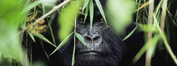 Производството на палмово масло убива маймуните и унищожава горите
