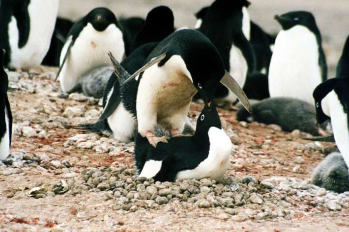 Кръвожадни пингвини