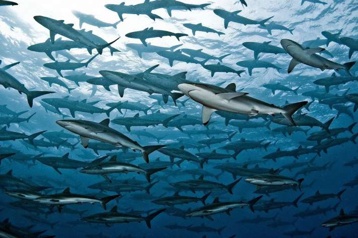 20 изумителни факта за акулите