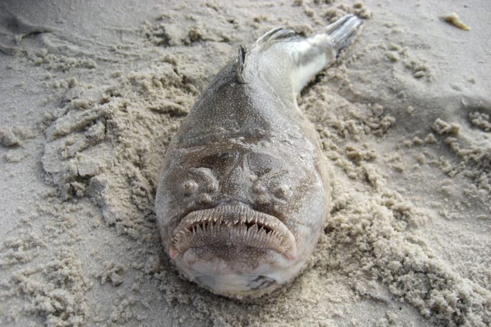 8. Рибата, която убива от пясъка