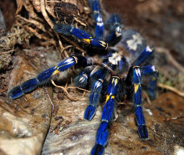 5. Синя тарантула