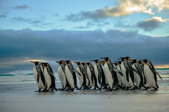 Пингвините могат да пият морска вода
