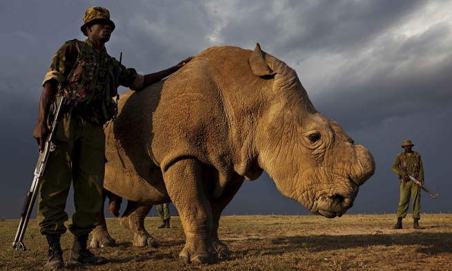 Последният мъжки носорог от вида си ходи с въоръжена охрана