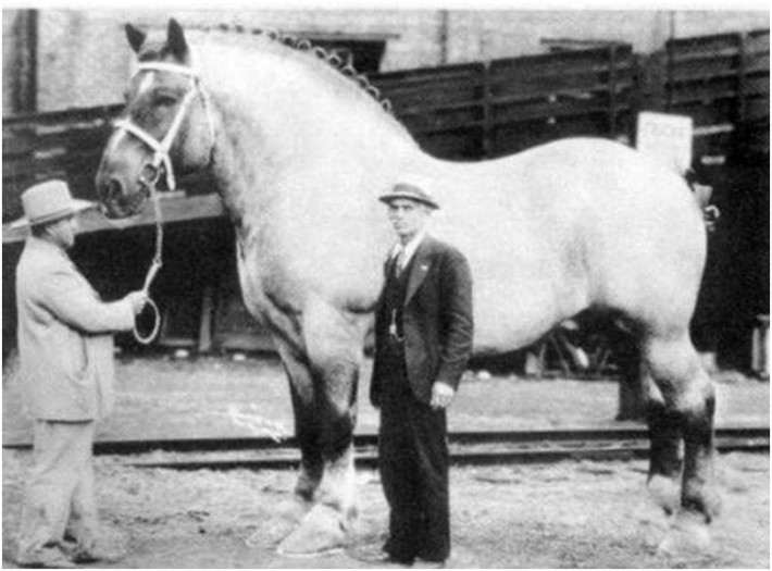 Най-големият кон в света, 1928г