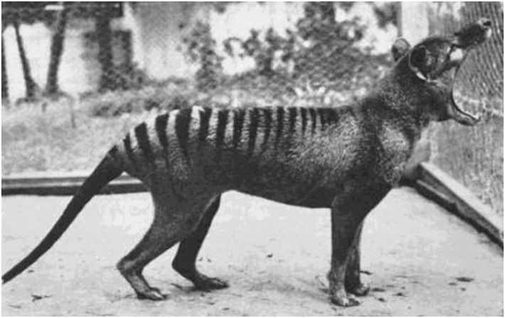 Последната снимка на тасманийски вълк, 1933г