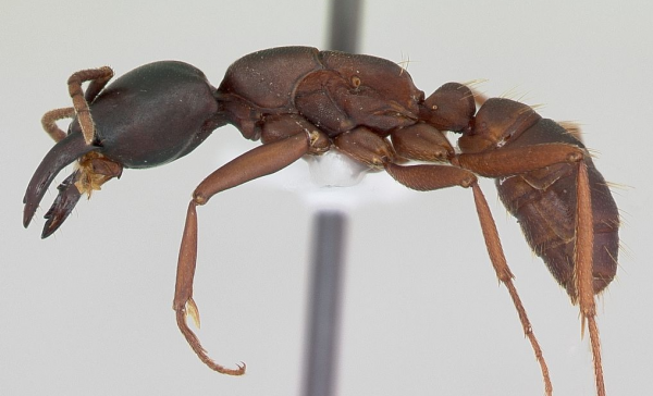 Мравки зашиват рани