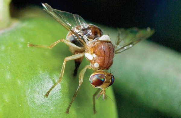 Испания иска да пусне ГМО мухи