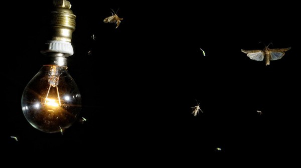 Защо светлината привлича насекомите?
