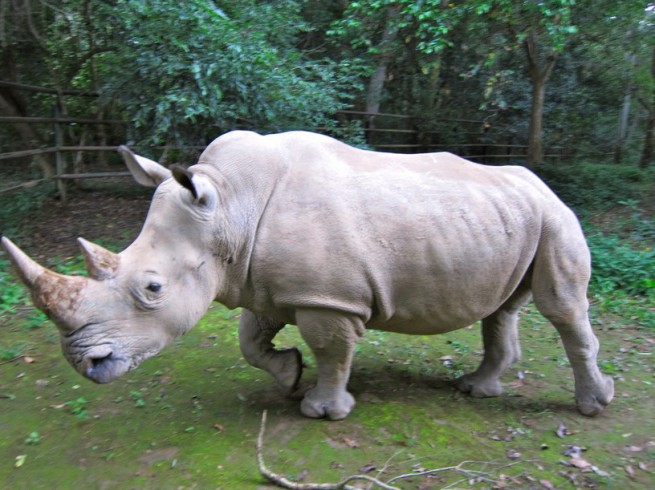 Судански бял носорог