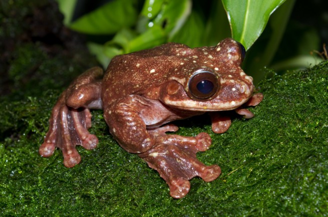 Дървесна жаба на Раб
