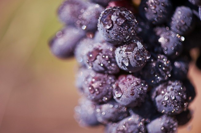 Бяло вино може да се получи и от червено грозде