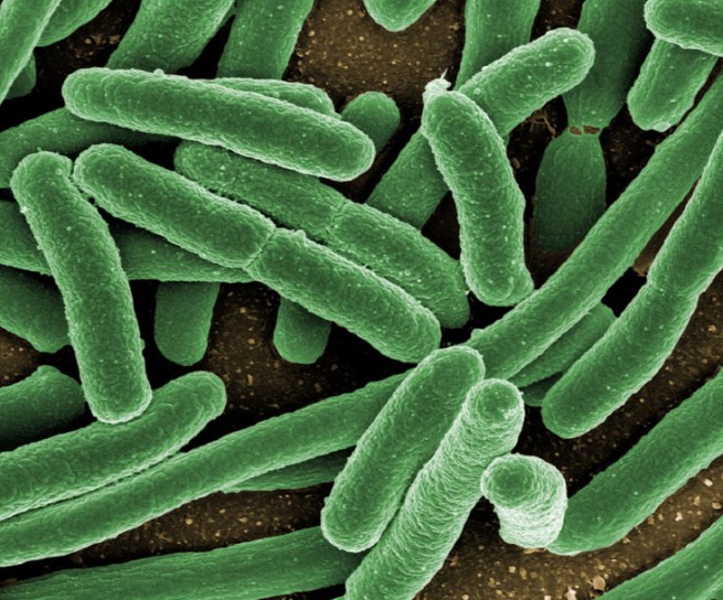 Бактериите в червата влияят на ежедневието ви