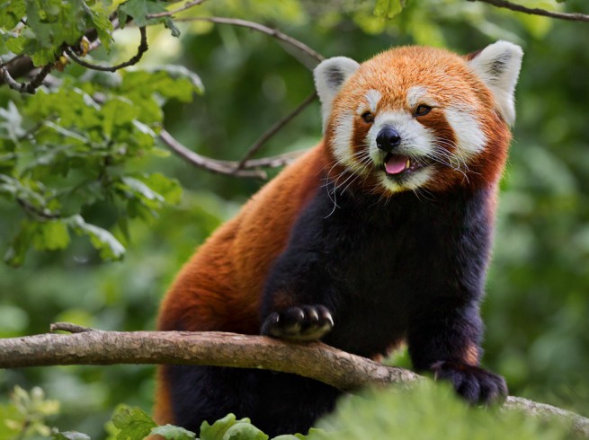 Червена панда – 5 милиона години