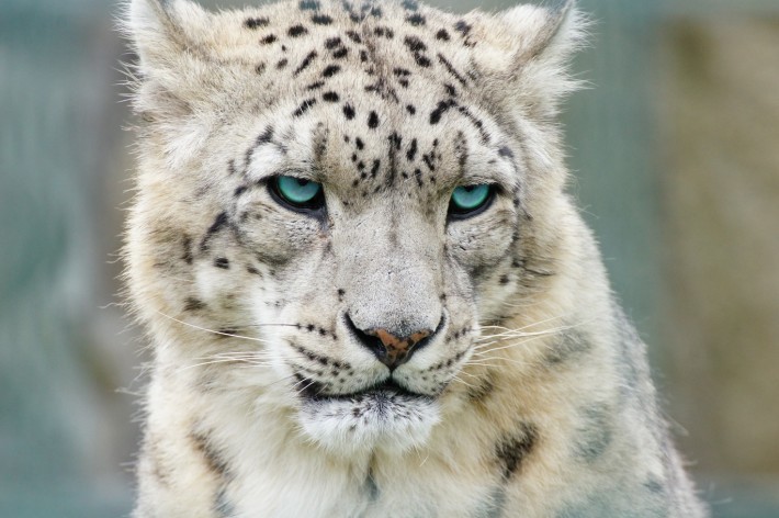 Краят на снежния леопард - ще спасим ли поредният изчезващ вид?