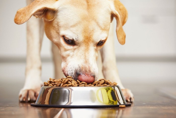 5 факта за кучетата и храната