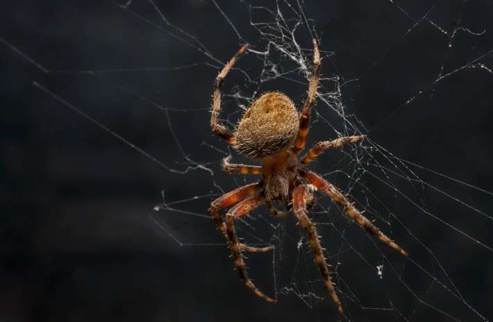15 изумителни факта за паяците