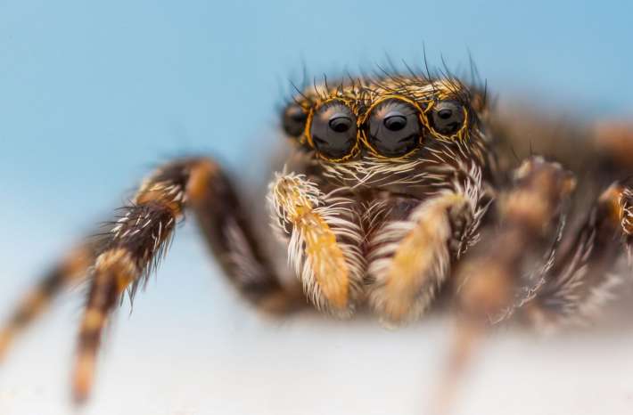 15 изумителни факта за паяците