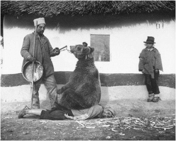 Използване на мечка за лекуване на болки в гърба. Румъния, 1946г