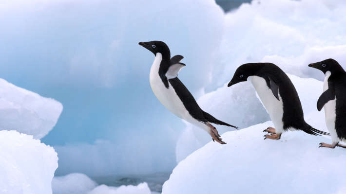 Мрачната тайна на пингвините на Адели, пазена повече от 100 години