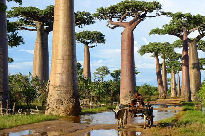 Баобабови дървета в Мадагаскар