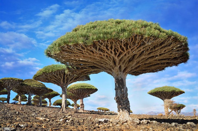 7. Драконови дървета в Йемен