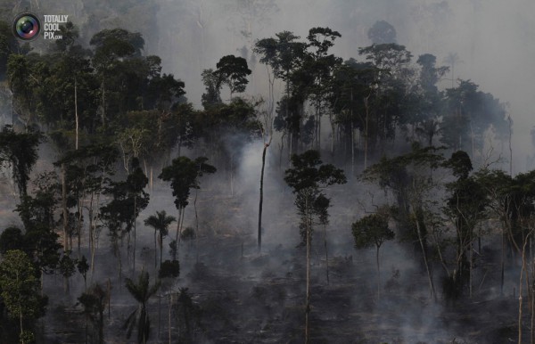Амазонската гора гори близо до Ново Прогресо, за да се разчисти земя за добитъка.