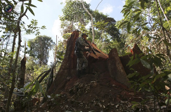 Полицай оглежда нелегално отрязано дърво в национален парк Яманксим.