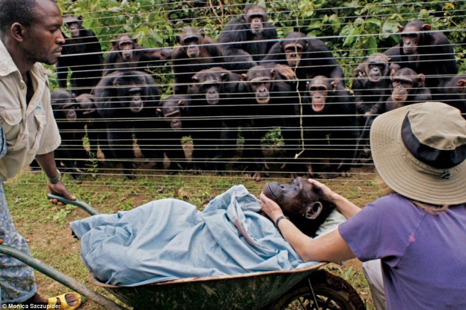 Шимпанзетата, оплакващи своя починал приятел