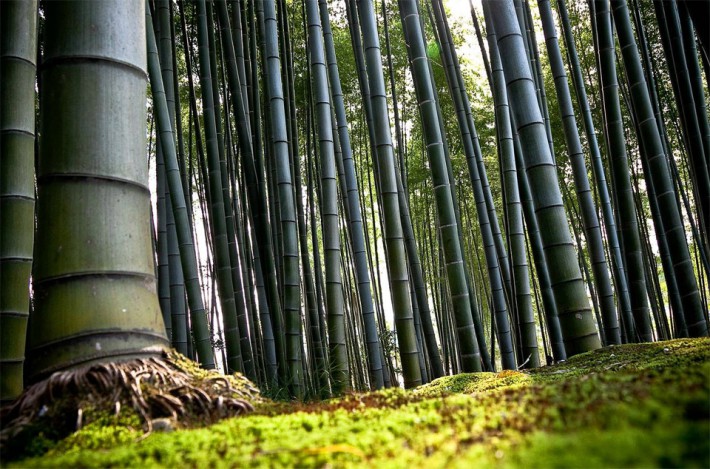 Арашияма, бамбукова гора в Киото, Япония.