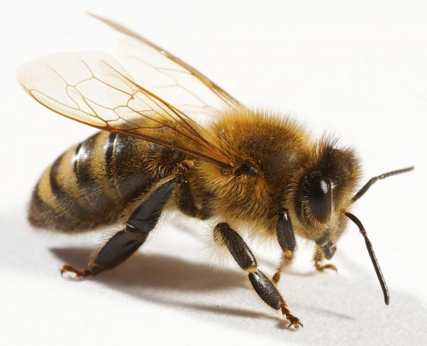 Пчели против артрит