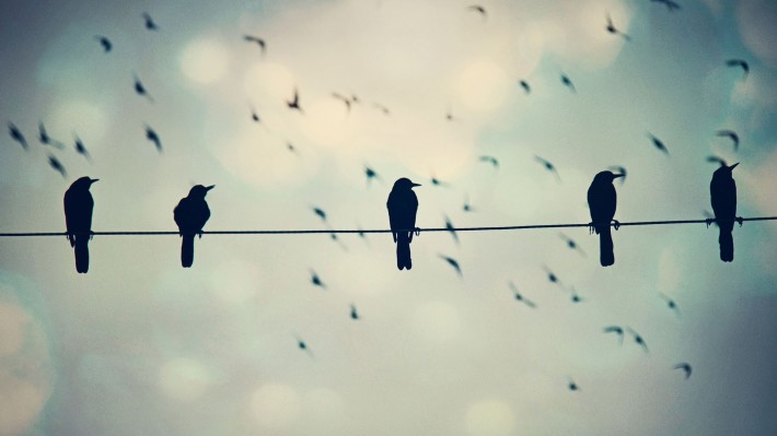 Защо птиците върху жиците не ги удря ток?